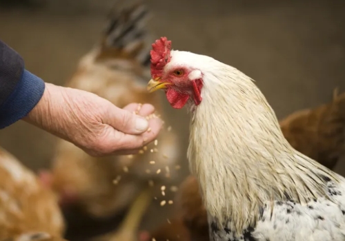 Poultry Feed Additives: Examples and Their Role in Animal Health